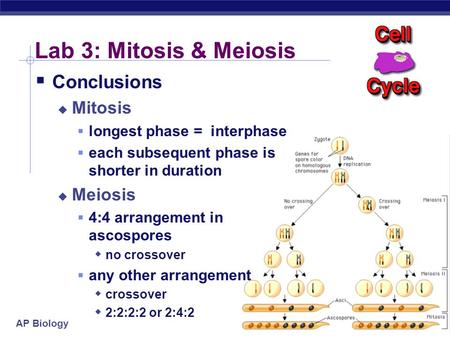 Lab 3: Mitosis & Meiosis Conclusions Mitosis Meiosis