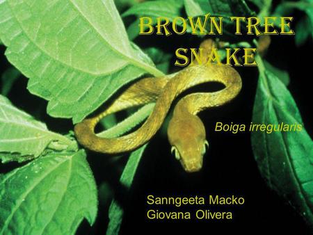 Brown Tree Snake Boiga irregularis Sanngeeta Macko Giovana Olivera.