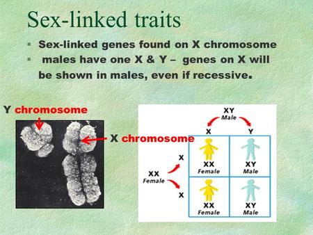 Sex-linked traits Sex-linked genes found on X chromosome