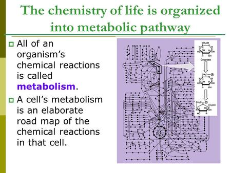 The chemistry of life is organized into metabolic pathway