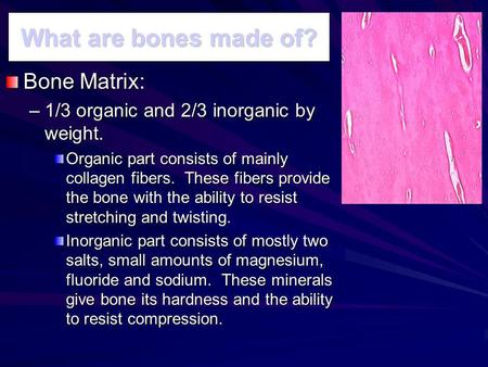 What are bones made of? Bone Matrix: