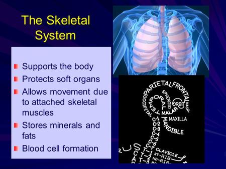 The Skeletal System Supports the body Protects soft organs