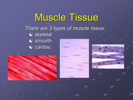 There are 3 types of muscle tissue:  skeletal  smooth  cardiac