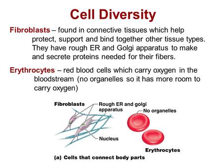Cell Diversity Fibroblasts – found in connective tissues which help protect, support and bind together other tissue types. They have rough ER and Golgi.