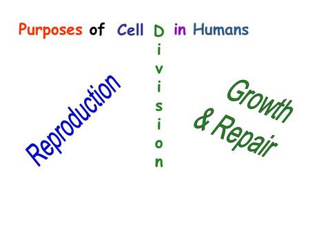Purposes of in Humans Cell DivisionDivision. Purpose: Cell division for reproduction creates offspring with traits from both mother and father. Called: