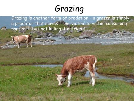 Grazing Grazing is another form of predation – a grazer is simply a predator that moves from ‘victim’ to victim consuming part of it but not killing it.