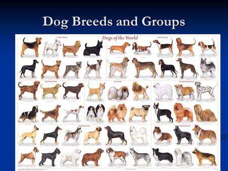 Dog Breeds and Groups.