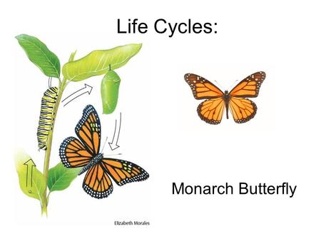 Life Cycles: Monarch Butterfly.