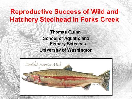 Reproductive Success of Wild and Hatchery Steelhead in Forks Creek Thomas Quinn School of Aquatic and Fishery Sciences University of Washington.
