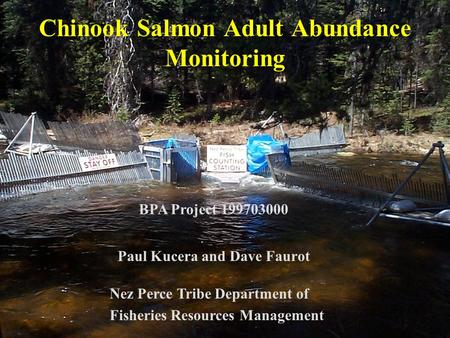 Chinook Salmon Adult Abundance Monitoring Paul Kucera and Dave Faurot Nez Perce Tribe Department of Fisheries Resources Management BPA Project 199703000.