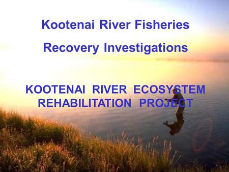 Kootenai River Fisheries Recovery Investigations KOOTENAI RIVER ECOSYSTEM REHABILITATION PROJECT.
