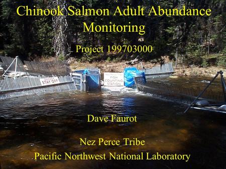 Chinook Salmon Adult Abundance Monitoring Project 199703000 Dave Faurot Nez Perce Tribe Pacific Northwest National Laboratory.
