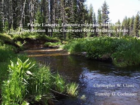 Pacific Lamprey Lampetra tridentata Status and Distribution in the Clearwater River Drainage, Idaho Christopher W. Claire Timothy G. Cochnauer.