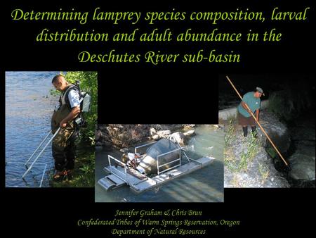 Determining lamprey species composition, larval distribution and adult abundance in the Deschutes River sub-basin Jennifer Graham & Chris Brun Confederated.
