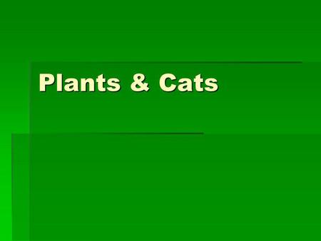 Plants & Cats. General Information Most cats love to nibble on greenery Most cats love to nibble on greenery Anything from decorative house plants, lush.
