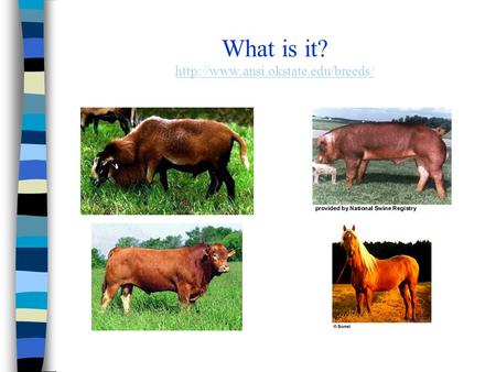 Livestock Terms and Breeds