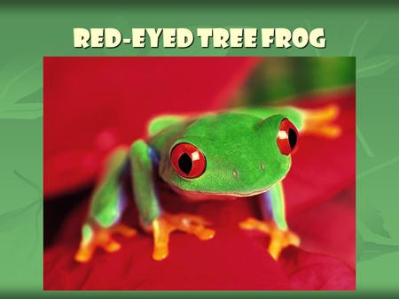 Red-eyed Tree Frog.