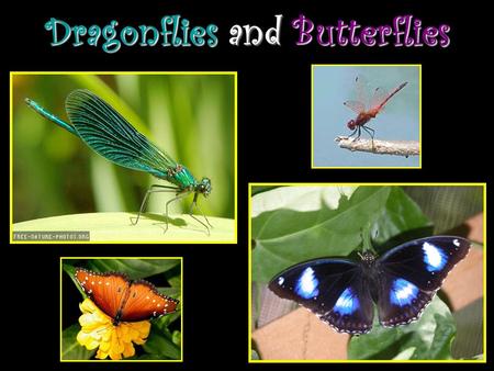 Dragonflies and Butterflies. A Dragonflys Life An Adult Dragonfly: Has 2 sets of wings. Has a head, body, and long tail. Is made of organic shapes (made.