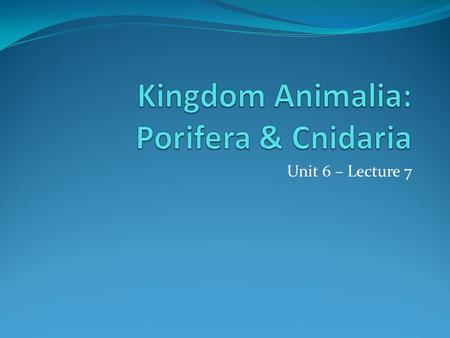Kingdom Animalia: Porifera & Cnidaria