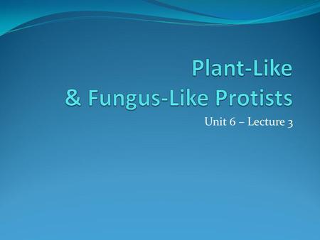 Plant-Like & Fungus-Like Protists