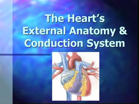 The Heart’s External Anatomy & Conduction System