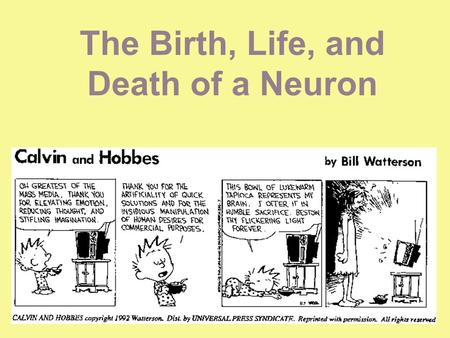 The Birth, Life, and Death of a Neuron. Birth majority of neurons present in brains by birth Extent new neurons generated in brain controversial to neuroscientists.