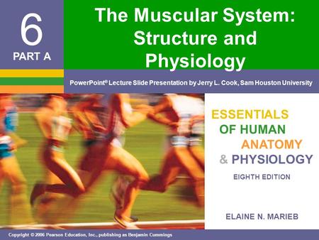 The Muscular System: Structure and Physiology