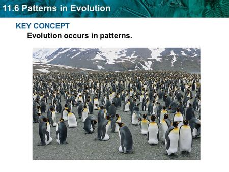 KEY CONCEPT  Evolution occurs in patterns.