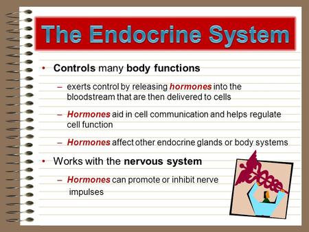 The Endocrine System Controls many body functions
