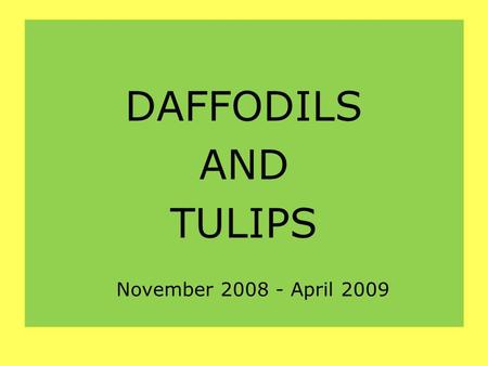 DAFFODILS AND TULIPS November 2008 - April 2009. Our 4 and 5 years old have planted bulbs in the school.