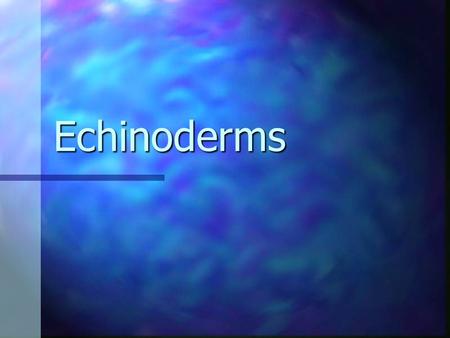 Echinoderms.