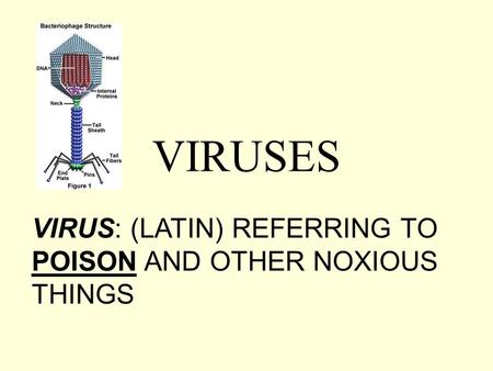 VIRUSES VIRUS: (LATIN) REFERRING TO POISON AND OTHER NOXIOUS THINGS.