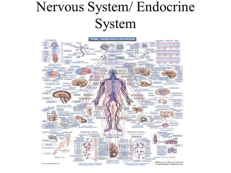 Nervous System/ Endocrine System