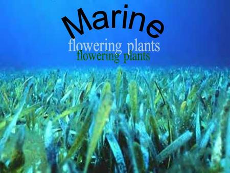 Marine flowering plants.