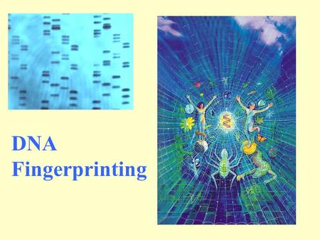 DNA Fingerprinting.