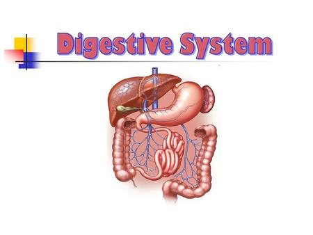 The digestive system is