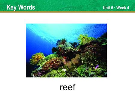 Unit 5 Week 4 reef Key Words. Unit 5 Week 4 partnership Key Words.