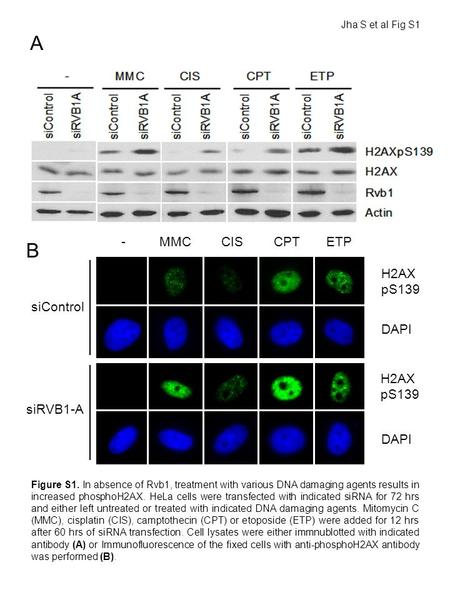 Figure S1. In absence of Rvb1, treatment with various DNA damaging agents results in increased phosphoH2AX. HeLa cells were transfected with indicated.