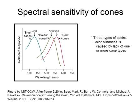 Spectral sensitivity of cones