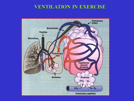 VENTILATION IN EXERCISE. - in exercise TV usually increses up to the level of 60% VC - only then breathing rate starts to rise - ventilation, VE = breathing.