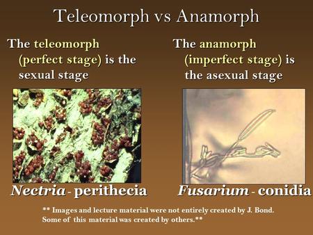 Teleomorph vs Anamorph