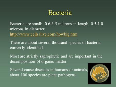 Bacteria Bacteria are small: microns in length, microns in diameter