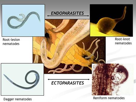 ENDOPARASITES ECTOPARASITES Root-knot Root-lesion nematodes nematodes