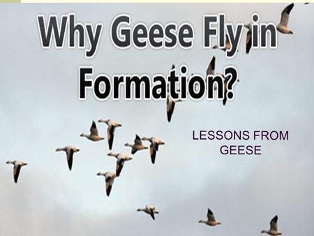 LESSONS FROM GEESE.