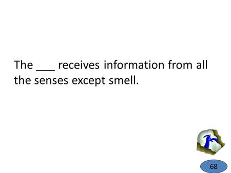 The ___ receives information from all the senses except smell.