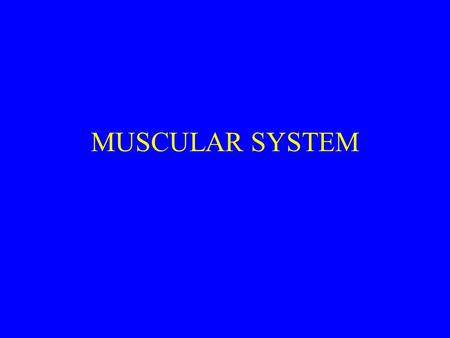 MUSCULAR SYSTEM.