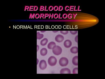 RED BLOOD CELL MORPHOLOGY