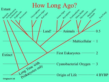 How Long Ago? Extant 0.5 Land! Animals 1 Multicellular 2