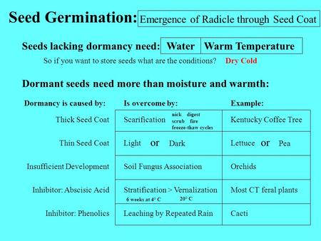 Seed Germination: Emergence of Radicle through Seed Coat