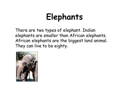African Elephants By: Aida Valencia. Basic Information African elephants  are the largest land animals on Earth. They are slightly larger than their  Asian. - ppt download